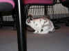 bunny-bars.jpg (128140 bytes)