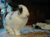 bunny-cage