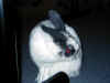 bunny-clean.jpg (85521 bytes)