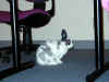 bunny-conf1.jpg (106778 bytes)