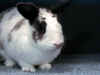 bunny-cute.jpg (53182 bytes)
