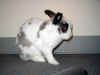 bunny-ears.jpg (101717 bytes)