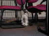 bunny-escape.jpg (131944 bytes)