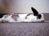 bunny-flat.jpg (124923 bytes)