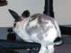 bunny-hop.jpg (96243 bytes)