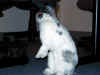 bunny-peer.jpg (84704 bytes)