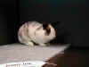 bunny-side