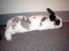 bunny-wall.jpg (133683 bytes)